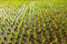 Le gouvernement a mis en place un plan plan quinquennal de quatre ans (2024- 2028) avec un financement de 5 000 milliards de francs Cfa au terme duquel le Sénégal devrait atteindre une autosuffisance pour les principaux produits importés notamment le riz