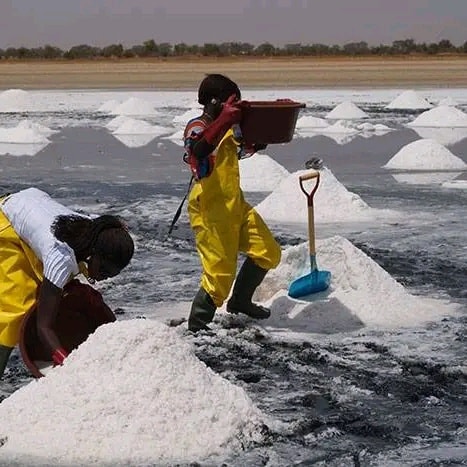 Le Premier ministre, Ousmane Sonko, a souligné, en conseil des ministres, le potentiel stratégique de la filière sel. Il a rappelé la place du Sénégal qui figure parmi les principaux producteurs africains de sel et qui demeure le premier producteur et exportateur significatif d’Afrique de l’Ouest, avec une production annuelle estimée à plus de 500 000 tonnes