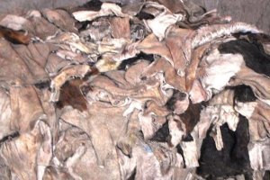 A l’horizon 2034, cette filière présente un potentiel de plus de 130 000 emplois formels et un chiffre d’affaires de plus de 1 549 milliards de francs Cfa. Ainsi, elle peut devenir un levier majeur d’inclusion économique, en favorisant l’insertion des jeunes et des femmes, en consolidant la formalisation des acteurs et en améliorant durablement les revenus dans les territoires», a déclaré le Premier ministre qui a souligné que le potentiel de cette filière érigera les Pôles-Territoires Centre et Ouest en cœur industriel du cuir sénégalais